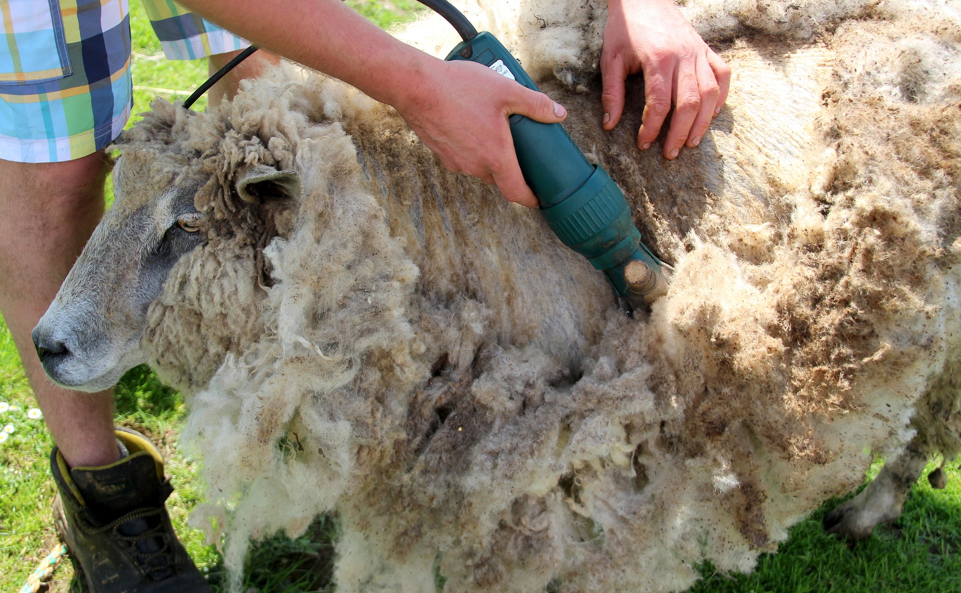 Can you shear sheep with human clippers?